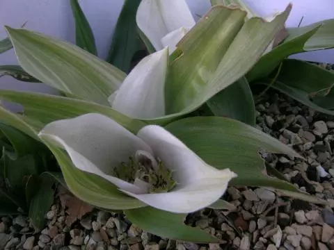 Androcymbium ciliolatum