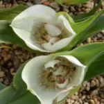 Androcymbium ciliolatum — Androcymbium