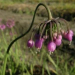 Allium cernuum