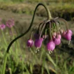 Allium cernuum
