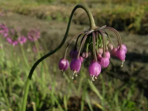 Allium cernuum