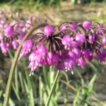 Allium cernuum — Allium