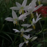 Hesperantha bachmannii