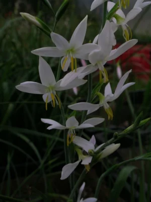 Hesperantha bachmannii