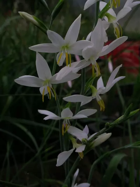 Hesperantha bachmannii