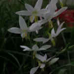 Hesperantha bachmannii