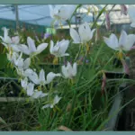 Hesperantha bachmannii — evening