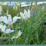 Hesperantha bachmannii — hesperantha