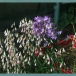 Hesperantha bachmannii — flower