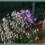 Hesperantha bachmannii — flower