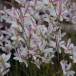 Hesperantha bachmannii — ballerina