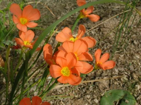 Moraea comptonii