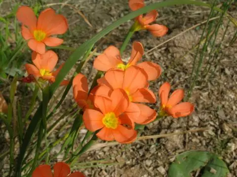 Moraea comptonii