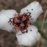 Moraea atropunctuata