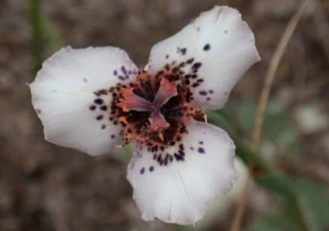 Moraea atropunctuata