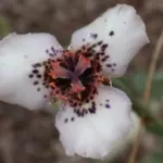 Moraea atropunctuata