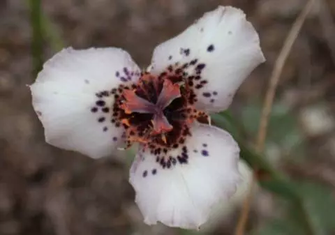 Moraea atropunctuata