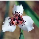 Moraea atropunctuata — Moraea