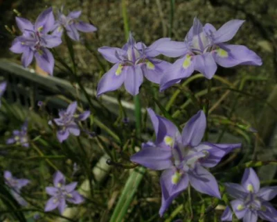 Moraea bipartita