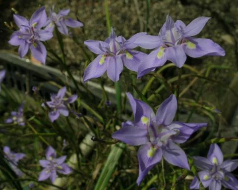 Moraea bipartita