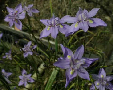 Moraea bipartita