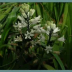 Bellevalia romana