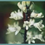 Bellevalia romana — hyacinths