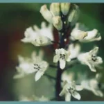 Bellevalia romana — photo 2