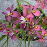 Moraea tricolor (ex H. tricolor)