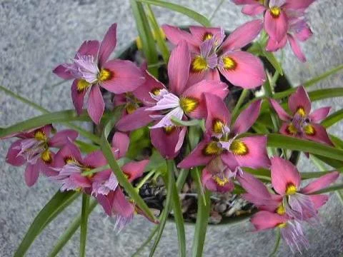 Moraea tricolor (ex H. tricolor)