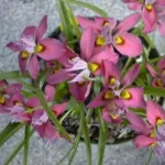 Moraea tricolor (ex H. tricolor)