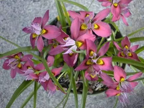 Moraea tricolor (ex H. tricolor)