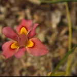 Moraea tricolor (ex H. tricolor) — ciliata