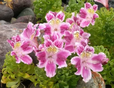 Alstrœmeria pelegrina