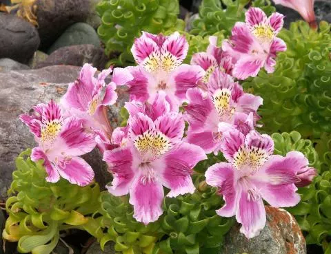 Alstrœmeria pelegrina