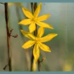 Moraea hexaglottis sp?