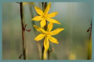 Moraea hexaglottis sp?