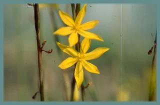 Moraea hexaglottis sp?