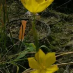 Moraea hexaglottis sp? — Moraea