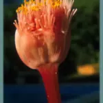 Haemanthus sanguineus
