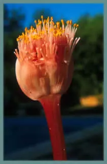 Haemanthus sanguineus