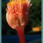 Haemanthus sanguineus