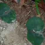 Haemanthus sanguineus — Paint brush