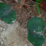 Haemanthus sanguineus — photo 2