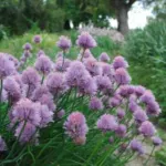 Allium schoenoprasum
