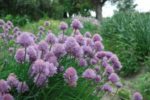 Allium schoenoprasum