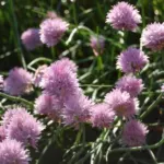 Allium schoenoprasum — ciboulette