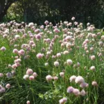 Allium schoenoprasum — chive