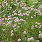 Allium schoenoprasum — Allium