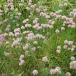 Allium schoenoprasum — Allium